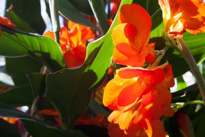 Канна дисколор