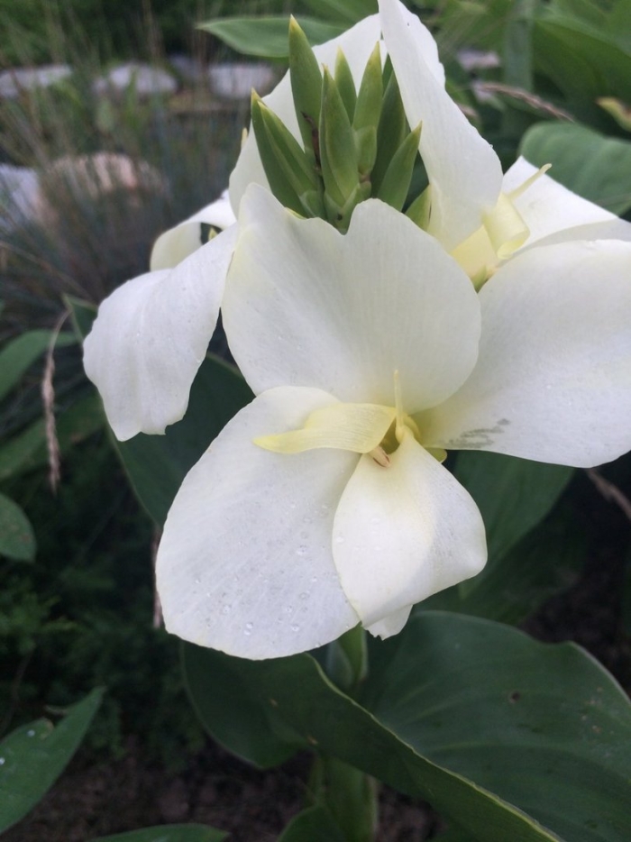 Канна амбассадор