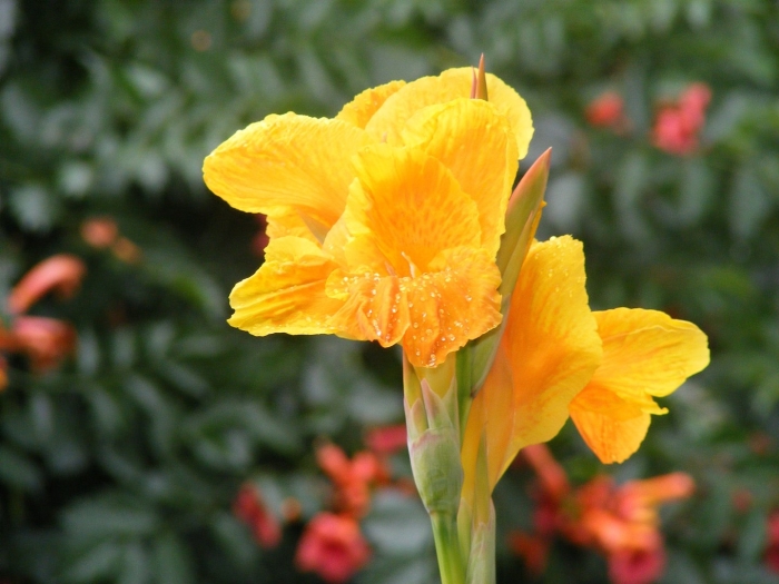 Канна вайоминг