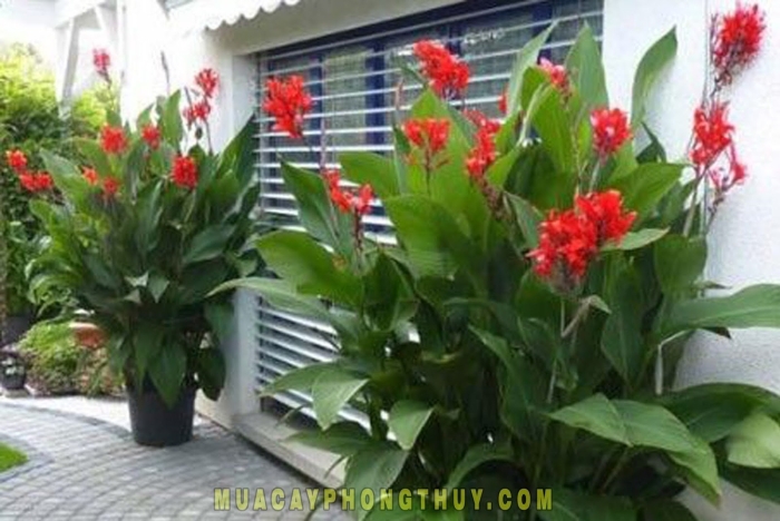 Канны цветы