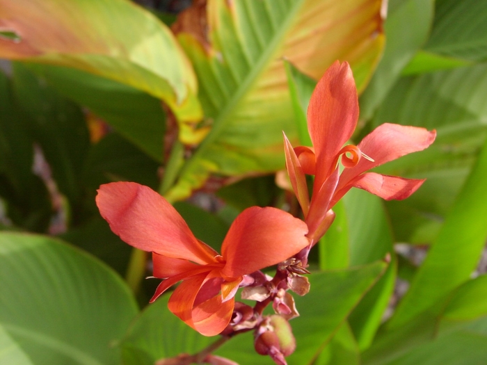 Канна садовая (canna generalis)