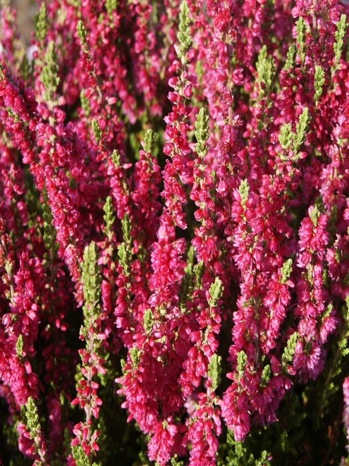 Вереск обыкновенный дарк бьюти