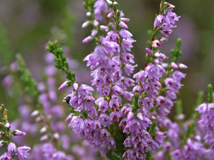 Вереск обыкновенный calluna vulgaris