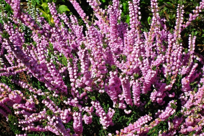 Вереск peter sparkes