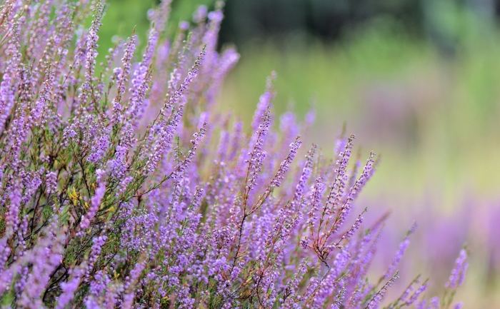 Вереск обыкновенный calluna vulgaris