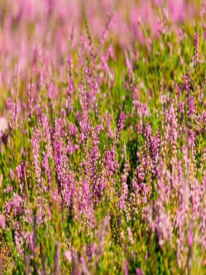 Вереск обыкновенный