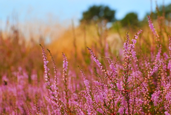 Calluna (вереск) sonja