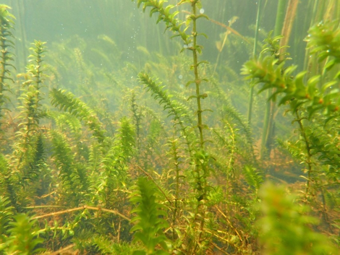 Элодея канадская