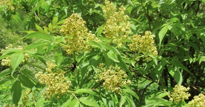 Бузина сибирская