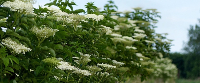 Бузина sambucus nigra