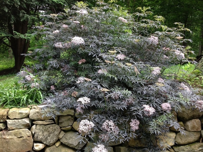 Бузина черная блэк лэйс