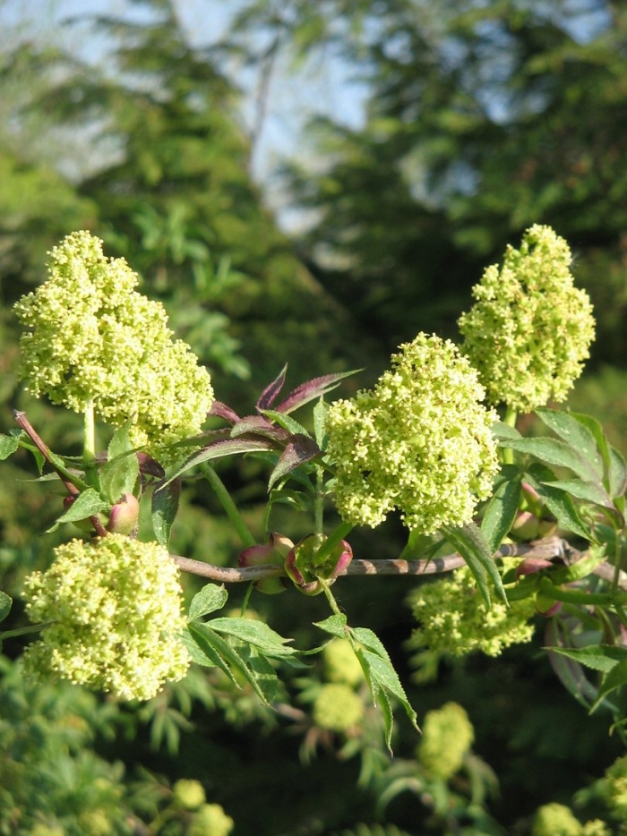 Бузина красная sambucus racemosa