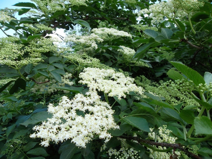 Бузина черная цветет