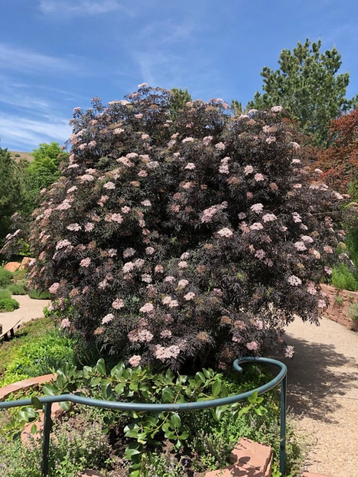 Бузина черная black lace