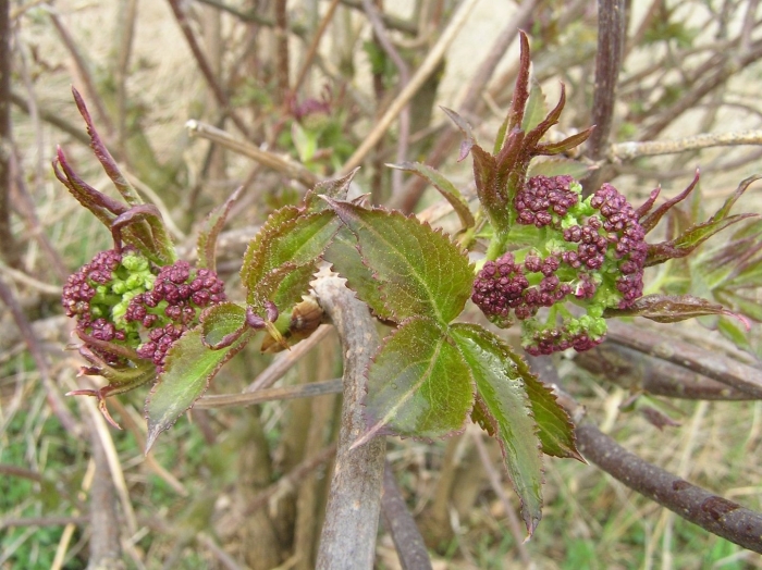 Бузина сибирская цветение