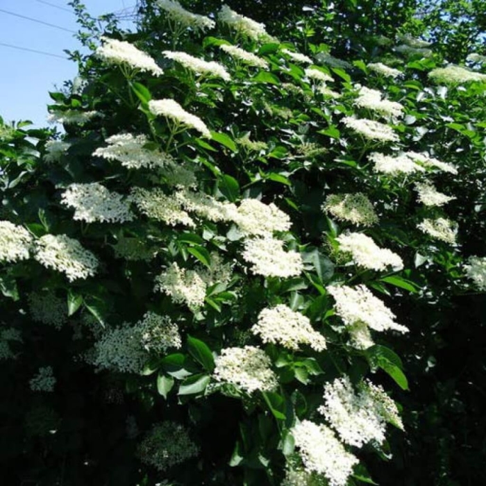 Бузина черная куст