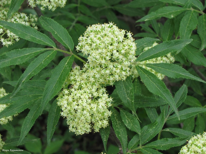 Бузина сибирская sambucus sibirica