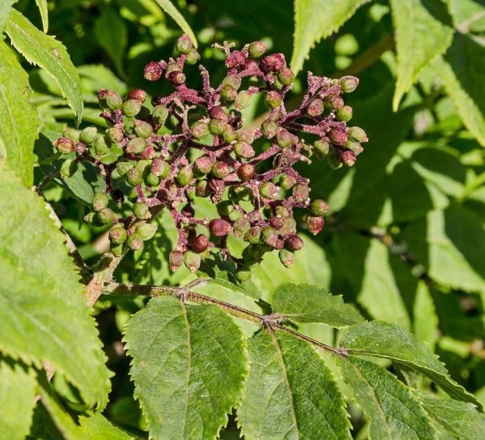 Бузина канадская (sambucus canadensis)