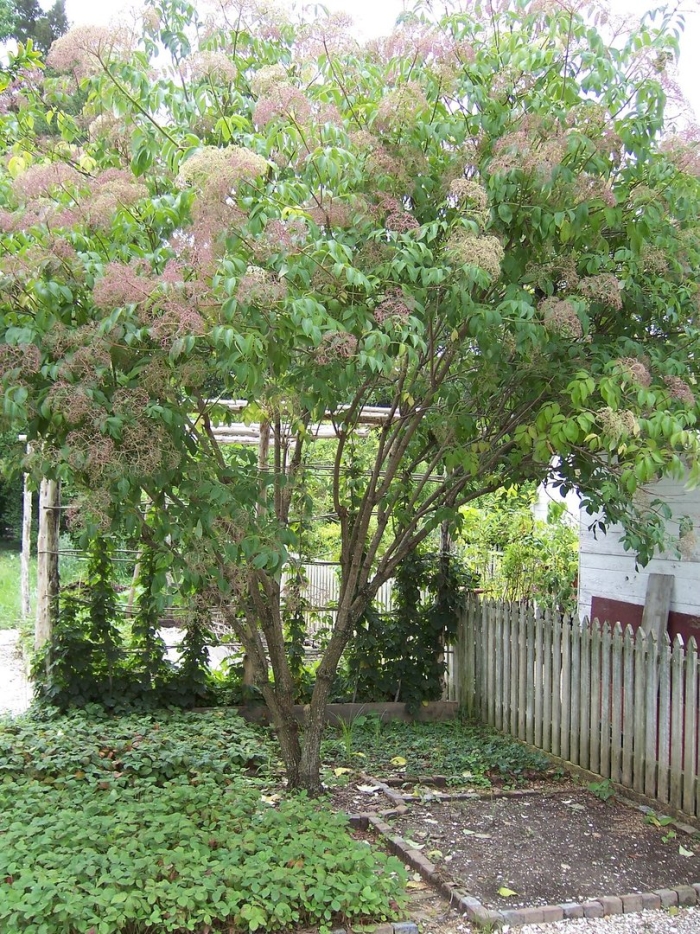 Бузина черная дерево