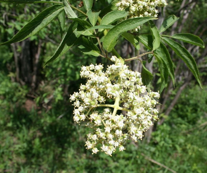 Бузина сибирская sambucus sibirica