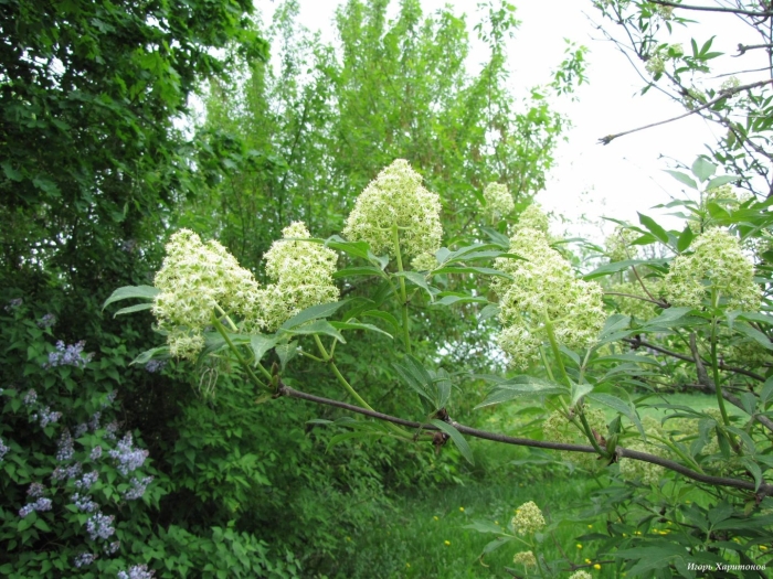 Бузина сибирская куст