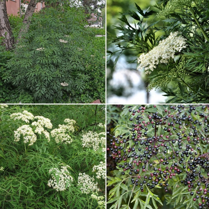 Бузина черная лациниата