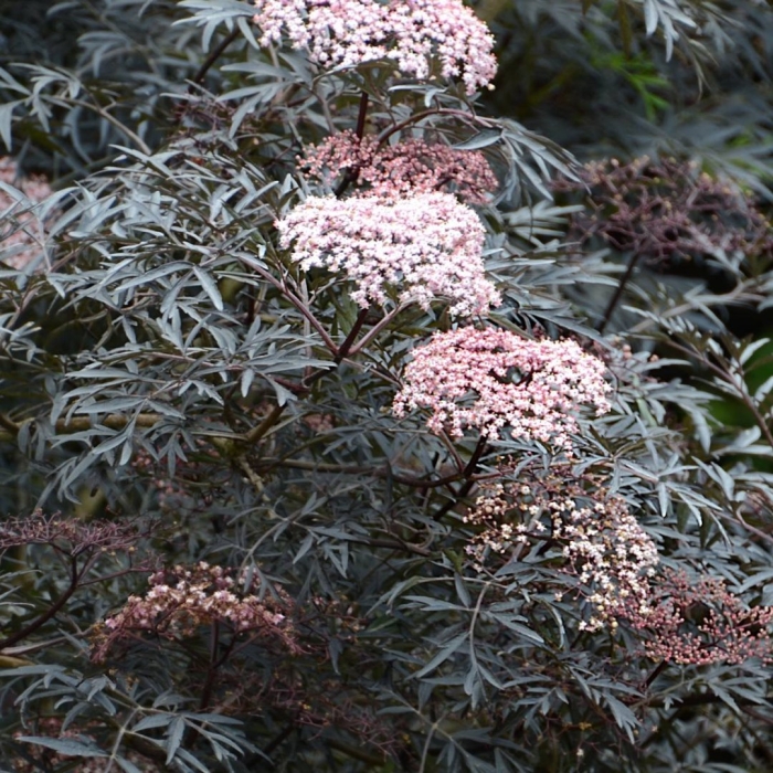 Бузина черная ева