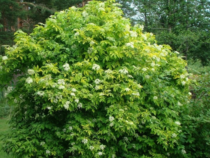 Бузина черная ауреа