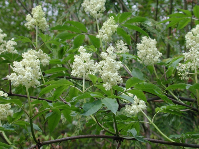 Бузина красная (sambúcus racemósa)