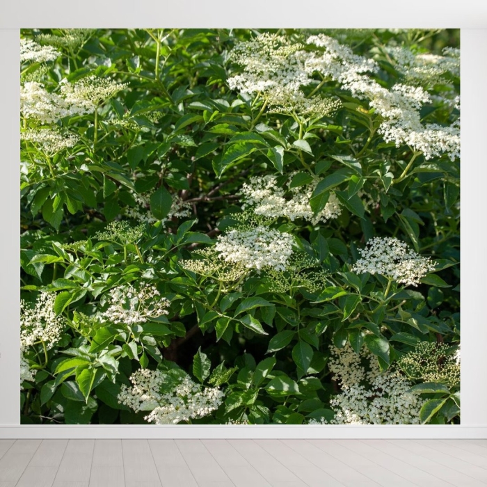 Куст бузины