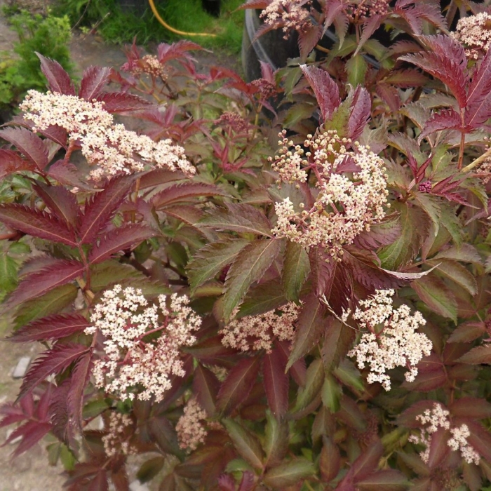 Sambucus nigra serenade
