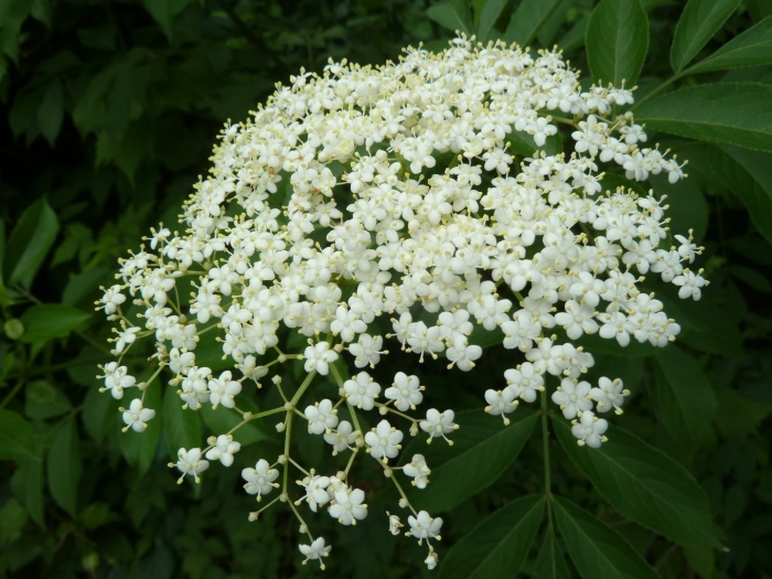 Цветки бузины черной