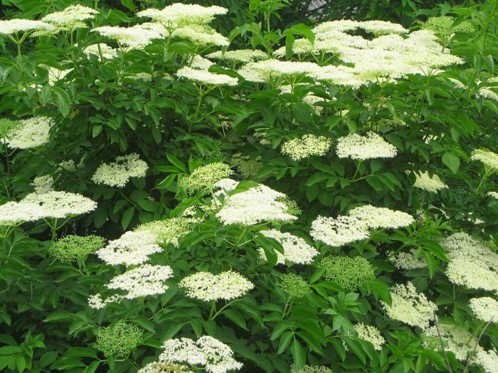 Sambucus nigra madonna