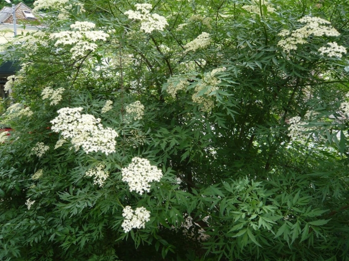 Sambucus canadensis 'acutiloba'
