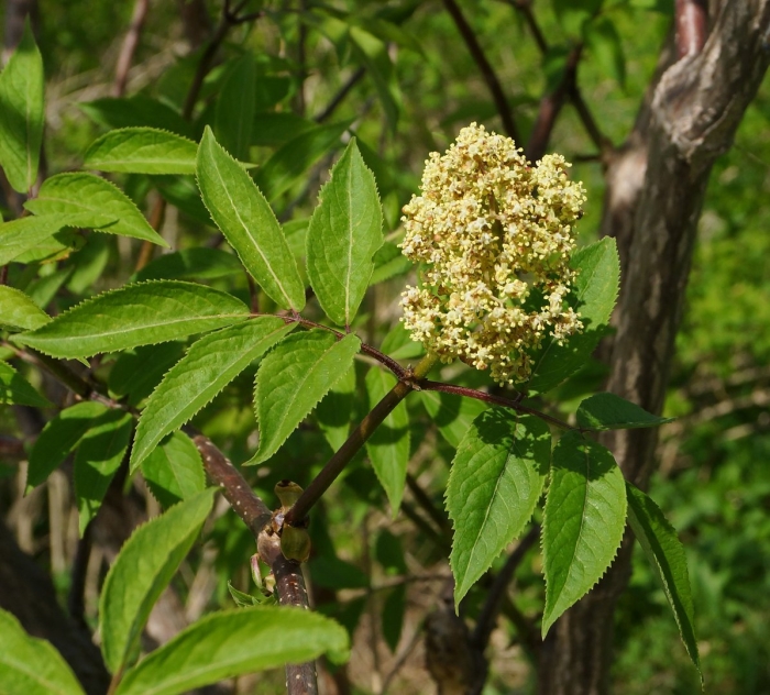 Sambucus racemosa