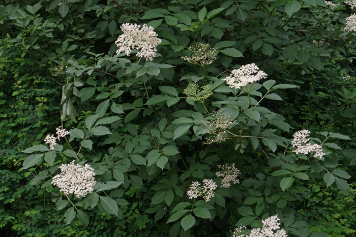 Бузина sambucus