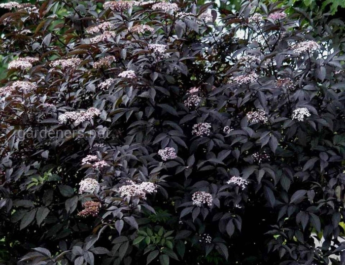 Бузина блэк тауэр