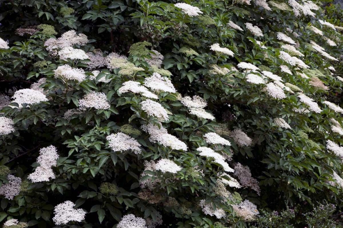 Бузина зибольда