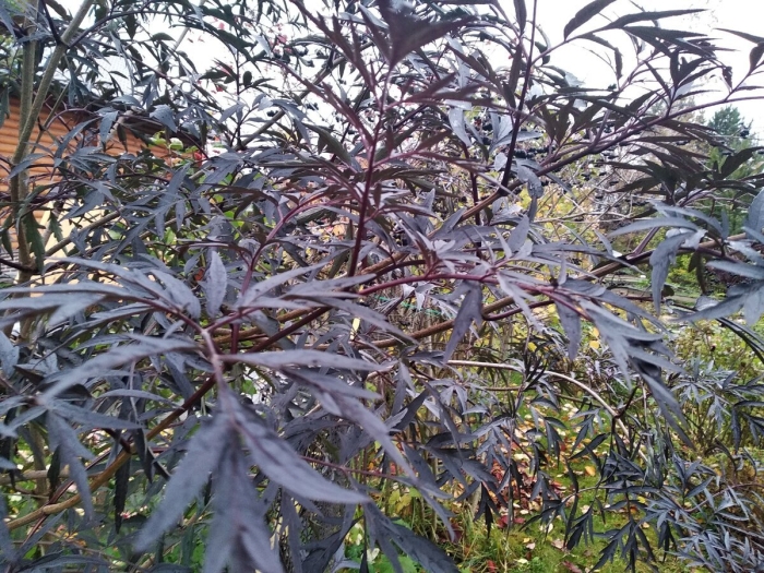 Бузина черная куст