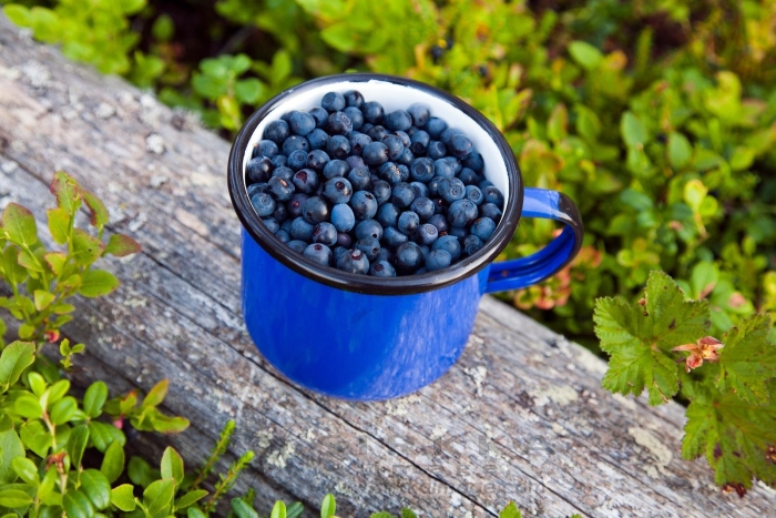 Брусника голубика клюква черника