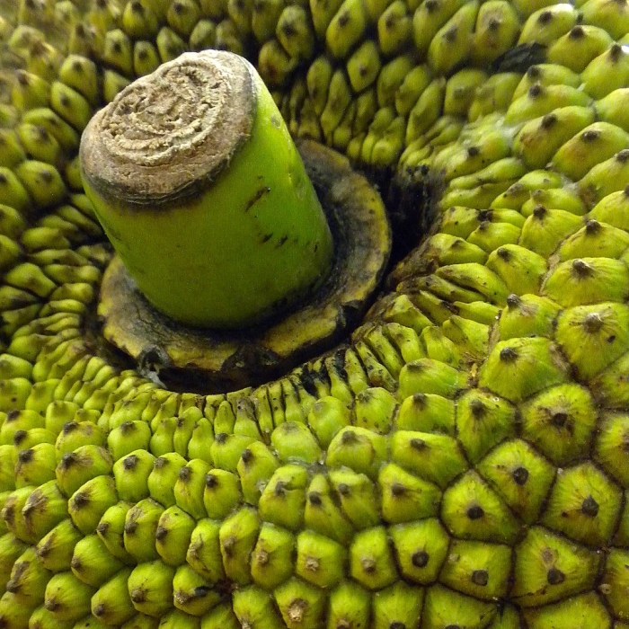 Растение с глазами