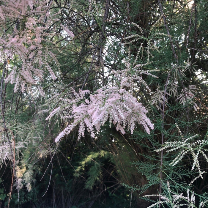 Тамариск геншин