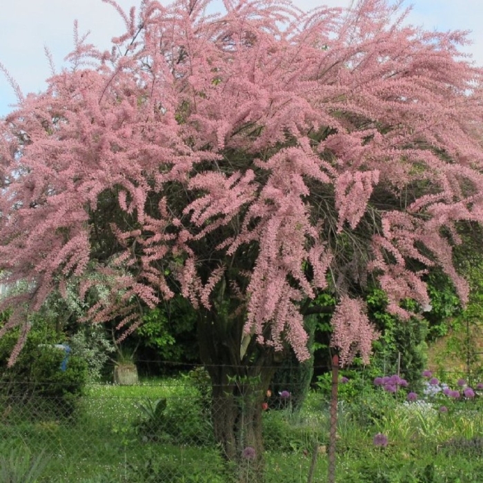 Тамарикс четырехтычинковый