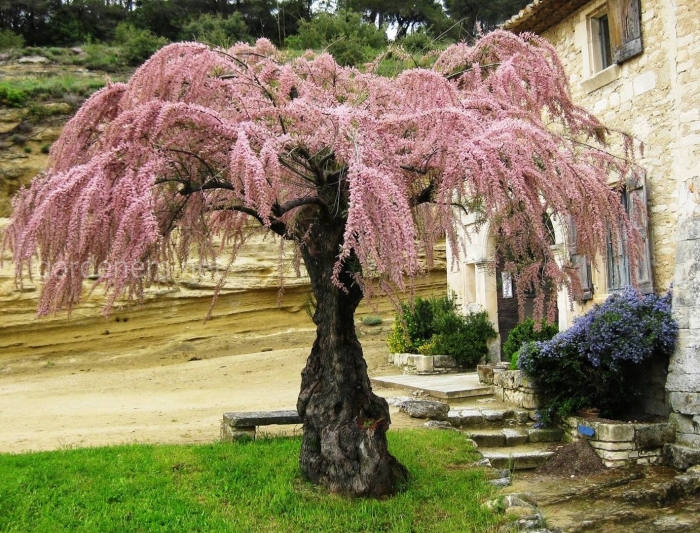 Prunus subhirtella 'pendula' (вишня)