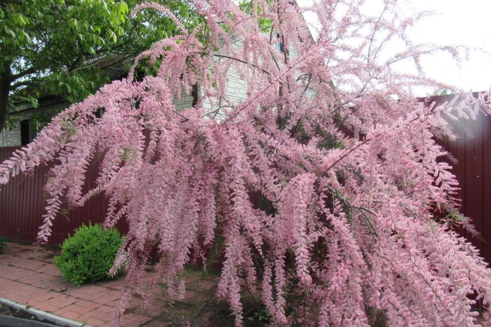 Тамарикс бисерник