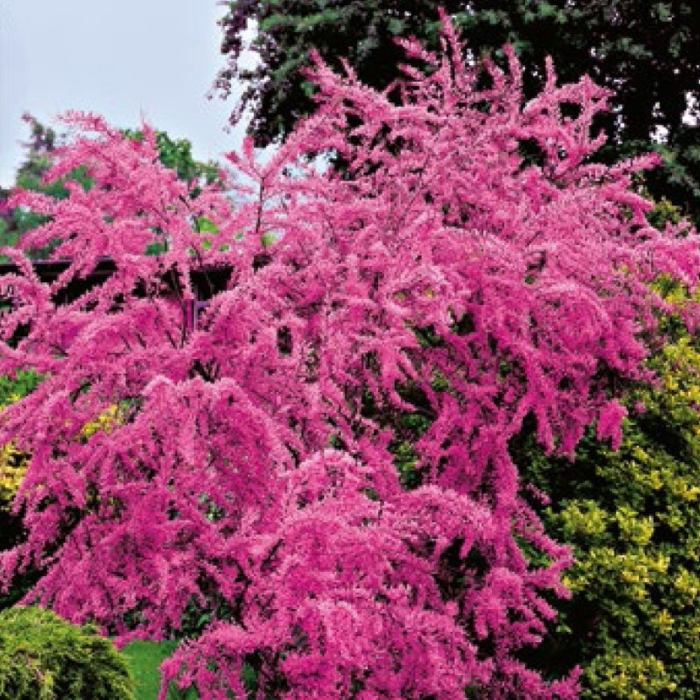 Тамарикс четырехтычинковый африкана