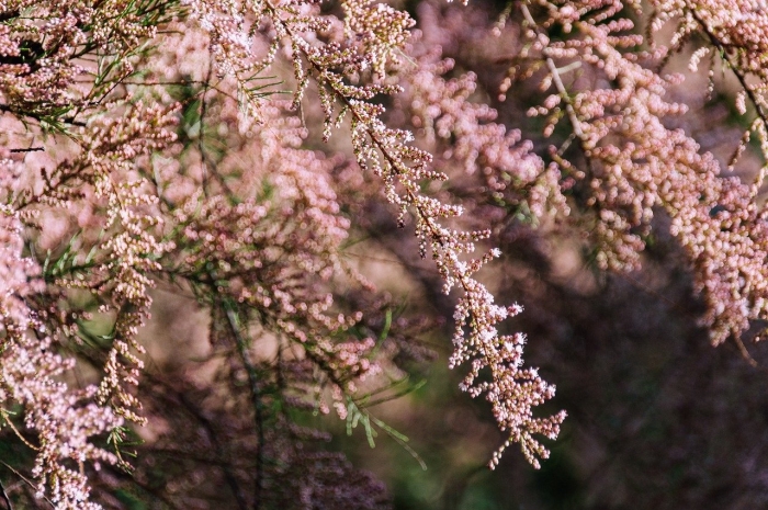 Тамарикс мелкоцветковый