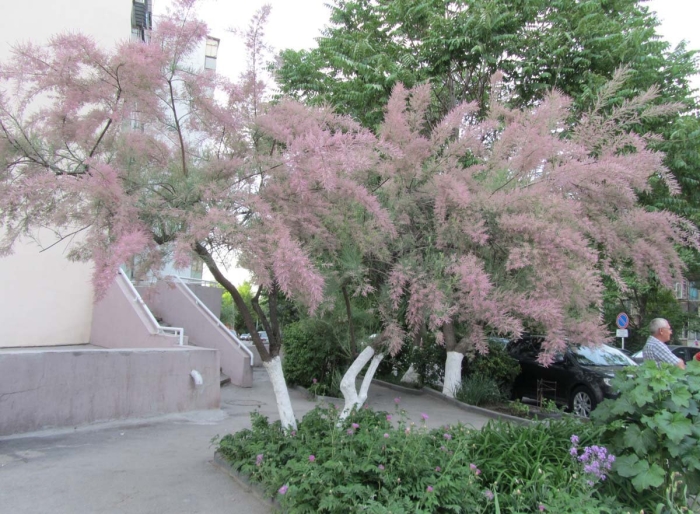 Тамарикс четырехтычинковый