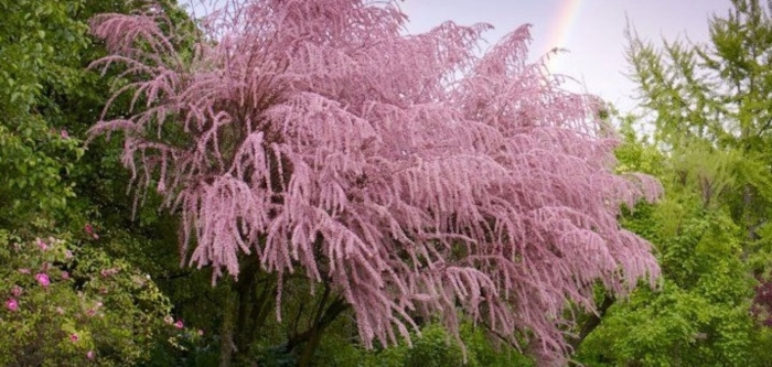 Тамарикс четырехтычинковый