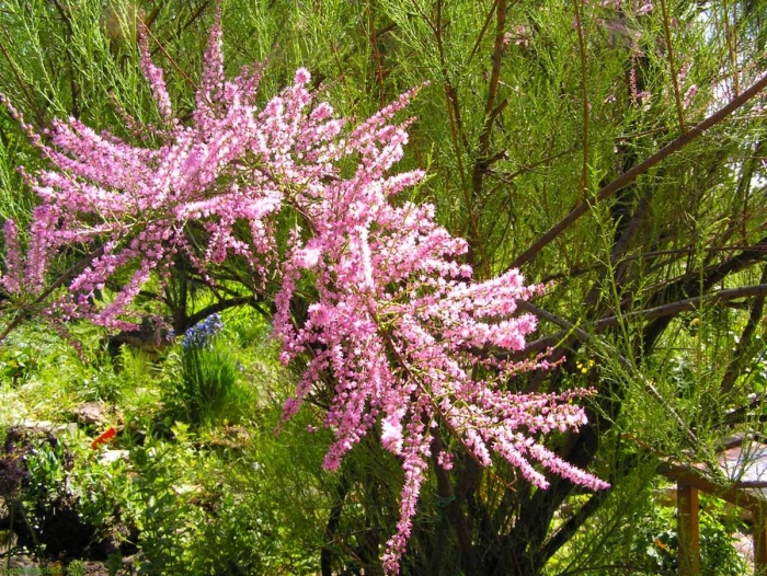 Тамарикс бисерник